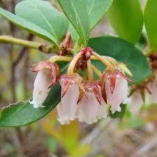 Image result for Rawsonia lucida
