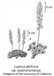 Image result for Aeschynomene chimanimaniensis