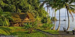 Image result for Culcasia ekongoloi