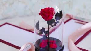 Au regard de ses différentes. Pourquoi Offrir Une Rose Eternelle Sous Cloche Guide Fleurs