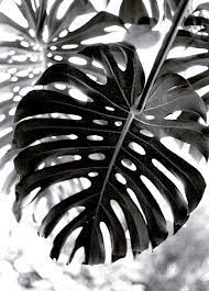 Maybe you would like to learn more about one of these? Black White Photography Inspiration Monstera Black And White Plants White Photography