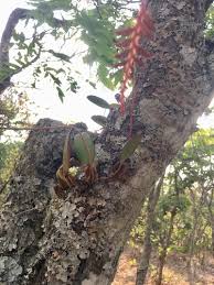 Image result for Bulbophyllum encephalodes