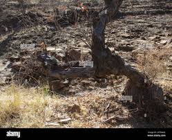 Image result for Ozoroa paniculosa