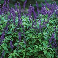 Image result for Indigofera microcalyx