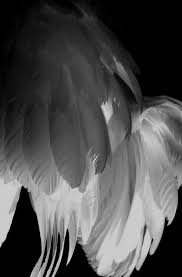 Black And White Angel Wings Aesthetic Pin By Renee Keet On Wings Black Angel Wings Black Angels Angel Aesthetic