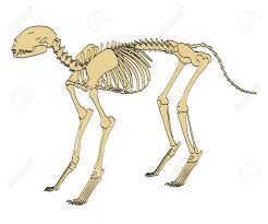 This is a question we often hear from visitors as they roam the field museum, especially about dinosaur bones. 2d Cartoon Illustration Of Feline Skeleton Stock Photo Picture And Royalty Free Image Image 66857662