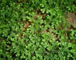 Image result for Selaginella goudotiana