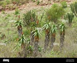 Image result for Aloe volkensii