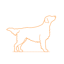 Image result for flat coated retrívr