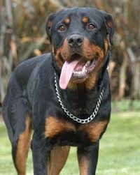 Rottweiler Kopek Resimleri Guvercin Urfa Guvercin Rehberi
