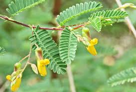 Image result for Tricalysia schliebenii