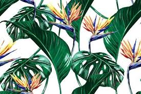 Tropical Birds Of Paradise Wallpaper Pin On Tropical