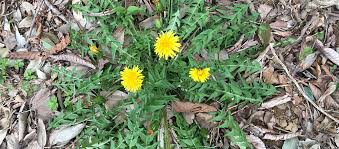 たんぽぽ 食べられる野草 たんぽぽを食べてみた あそポケ