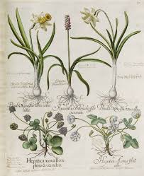 Bessler Basilius Hortus Eystettensis 1620 Narcissus Daffodil Narzissen Botanical Illustration Watercolor Botanical Drawings Botany Illustration