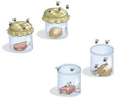 Biogenesis is the production of new living organisms. Abiogenese E Biogenese Exemplos E Experimentos Cola Da Web