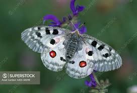 Image result for Parnassius apollo