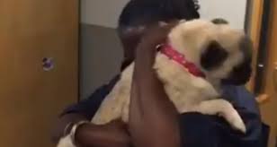 Color solidi in tinta unita. Pug Taken During Burglary Is Reunited With Owner In Emotional Video