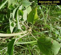 Image result for Amaranthus viridis