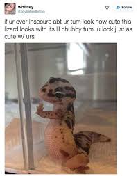 24 Things You Ll Only Understand If You Have A Small Pot Belly Cute Lizard Cute Reptiles Cute Baby Animals