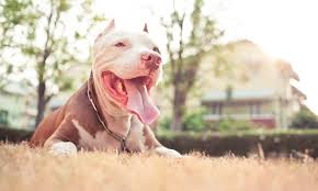 Most homeowners' insurance policies cover dog bite claims. How Do I Get Homeowners Insurance When I Have A Restricted Dog Breed The Dogington Post