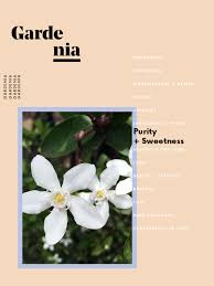 Pin On Flowers