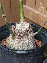 Image result for Pseudobombax