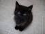 Norwegian Long Haired Black Cat