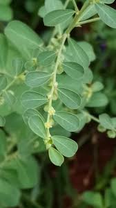 Image result for Phyllanthus maderaspatensis