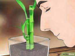 Root rot is usually caused by over watering, but in this case lucky bamboo is grown in water! How To Take Care Of Lucky Bamboo 12 Steps With Pictures