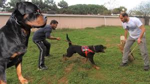 Rottweiler Sampiyon Kopekler Rottweiler Kopek Egitimi Ve Efsane Rottweiler Irki Kopekler Youtube