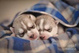 Little Newborn Puppies Purebred Gray And White Siberian Husky Un Photograph By Tatiana Serebryakova