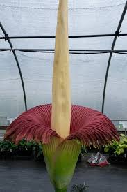 Amorphophallus Titanum Amorphophallus Titanum Pollinator Plants Deadly Plants