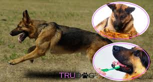 While the german shepherd is highly intelligent and trains fairly easily, they are no picnic for novice owners. The Ultimate Guide To Caring For My German Shepherd Trudog