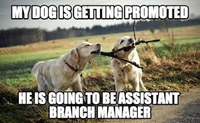Doge (often /ˈdoʊdʒ/ dohj, /ˈdoʊɡ/ dohg, /ˈdoʊʒ/ dohzh) is an internet meme that became popular in 2013. Work Anniversary Meme Dog