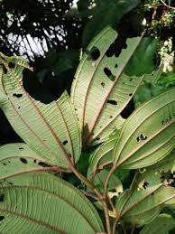 Image result for Dichaetanthera