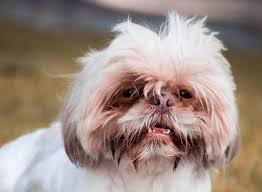 We did not find results for: How To Get Rid Of Dog Hiccups Superb Dog