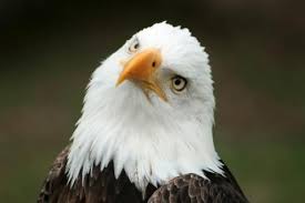 American Bald Eagle Our National Bird Bald Eagle Eagle Background National Animal