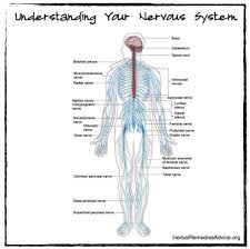 In biology, the nervous system is a highly complex part of an animal that coordinates its actions and sensory information by transmitting signals to and from different parts of its body. Structure Of The Nervous System