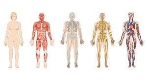 But your lats and quads are key the gluteus maximus is the biggest muscle in the human body, according to the library of congress. Study Guide To The Systems Of The Body