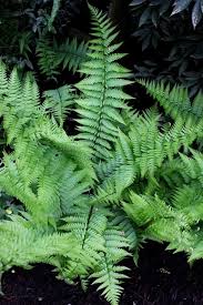Dryopteris Celsa Plants Dry Shade Plants Shade Plants