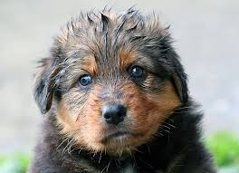 Maybe you would like to learn more about one of these? Welpe Nass Hund Kostenloses Foto Auf Pixabay
