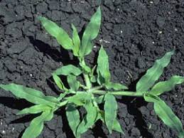 Image result for Urochloa panicoides