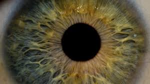 The pupil is a hole located in the center of the iris of the eye that allows light to strike the retina.1 it appears black because light rays entering the pupil are. You Can Dilate Your Pupils Just By Thinking Nova Pbs