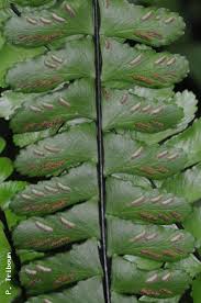Image result for Asplenium normale