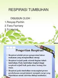 Respirasi tumbuhan adalah proses ketika tumbuhan menyerap molekul o2 yang terdapat di udara bebas untuk menghasilkan air, karbondioksida, dan energi yang dibutuhkan tanaman untuk tumbuh dan berkembang. Kuliah X Respirasi I3 Pdf