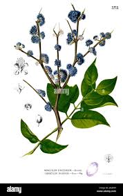 Image result for Memecylon