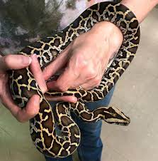 Baby Male Burmese Python Now Available At Reptile Rapture Python Bivittatus Burmese Python Reptile Store Python
