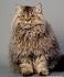 Available Selkirk Rex Kittens For Sale & Cats For Adoption