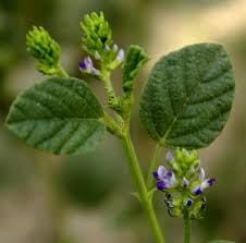 Image result for Psoralea