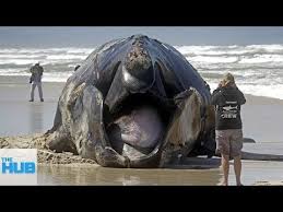 11 Biggest Fish Ever Caught Youtube Weird Sea Creatures Scary Animals Big Animals